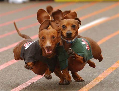 Wiener Dog Races
